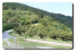 Thumbnail von Immogold, gepflegtes Landhaus in schöner Lage, nahe den Weinbergen und Alba