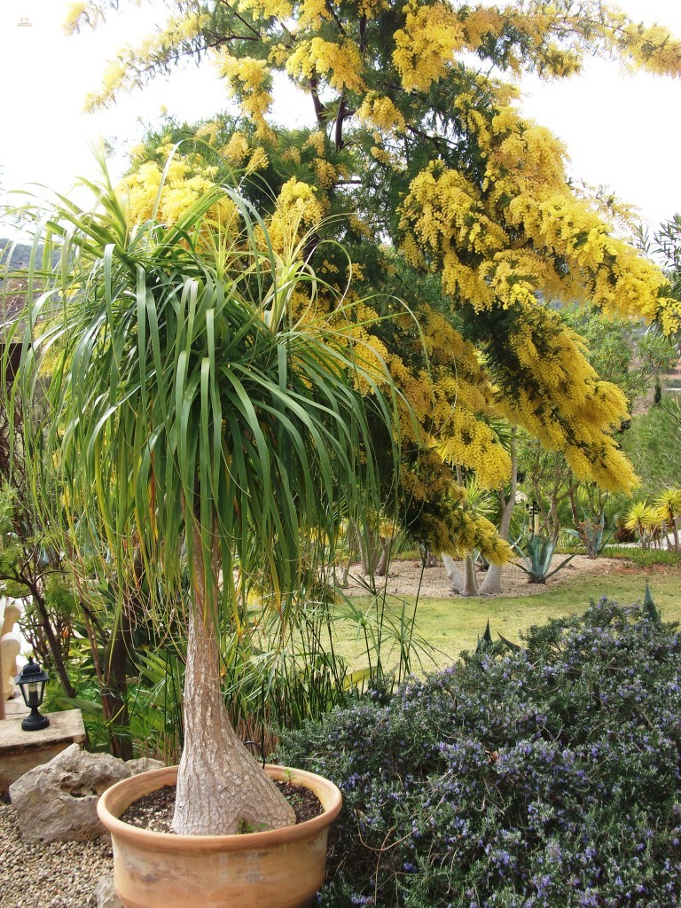 Thumbnail von Finca SonJorge