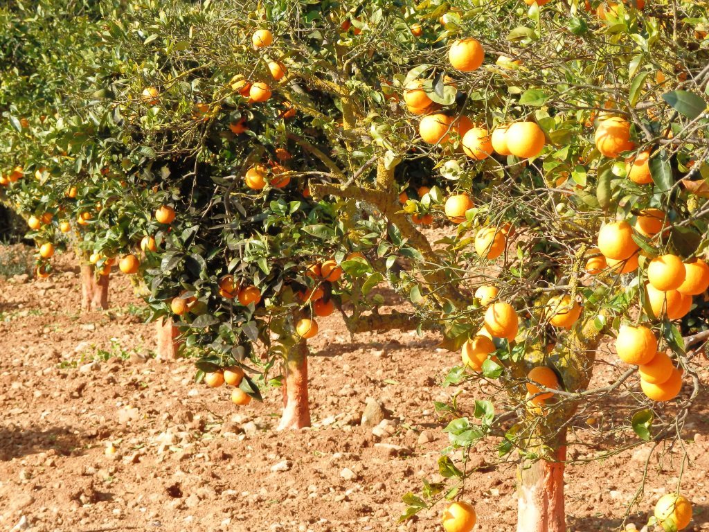 Thumbnail von Finca SonJorge