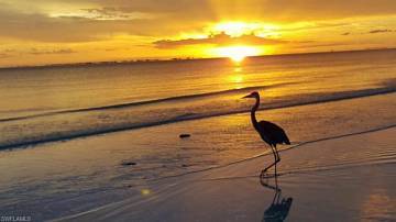 Thumbnail von 3562 Estero Boulevard