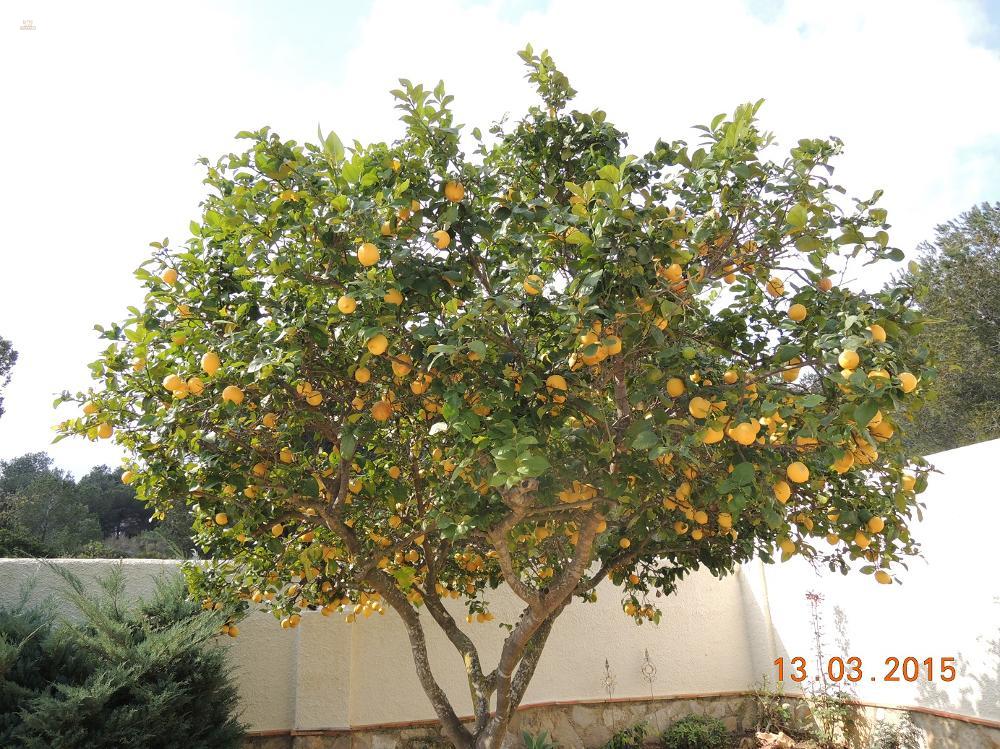 Thumbnail von Villa an der Costa Blanca