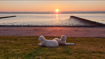 Thumbnail von Renditeobjekt Grundstück 015 Midlum - Traumhaftes Reetdachhaus
