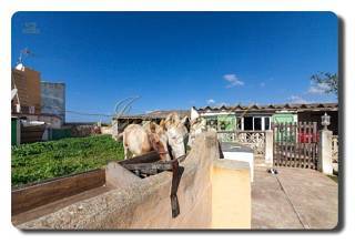 Thumbnail von Immogold Mallorca, MWS 15-064-MWOH Finca, für Pferdeliebhaber