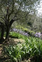 Thumbnail von Traumvilla mit atemberaubenden Blick auf Florenz