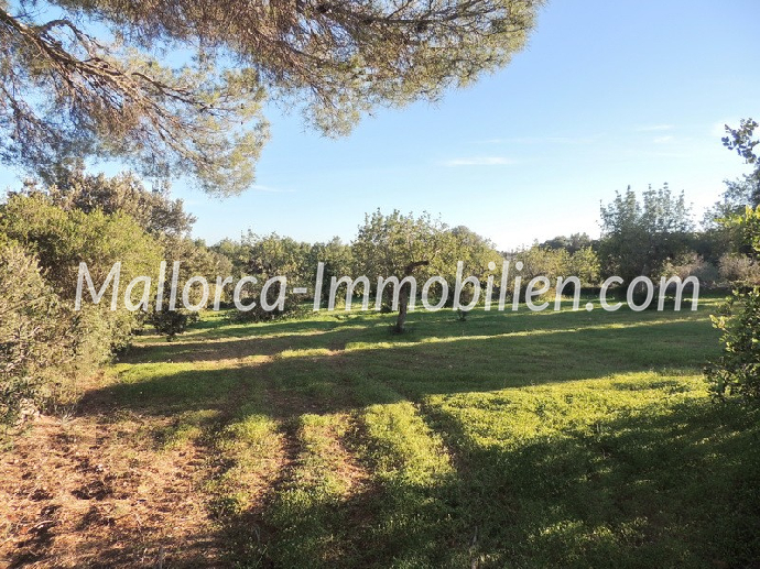 Thumbnail von CHARMANTE NEUBAU-FINCA MIT PANORAMA UND MEERWEITBLICK