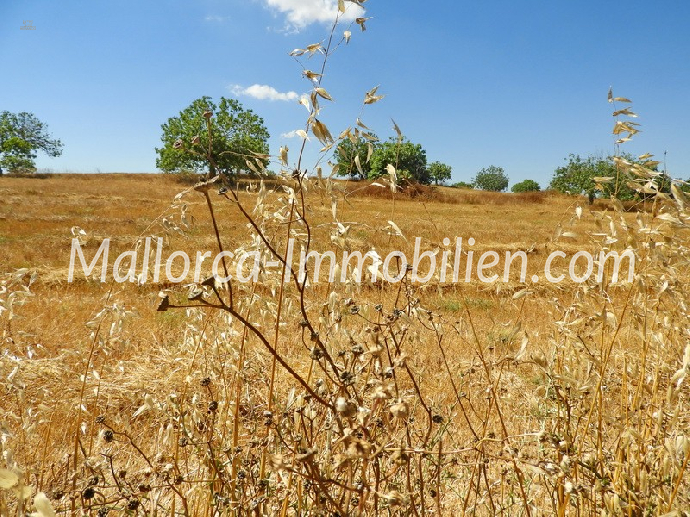 GRUNDSTÜCK IN HÜGELLAGE MIT PANORAMABLICK