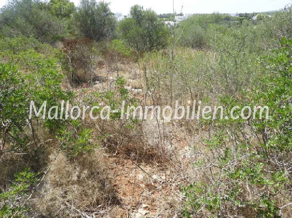 BAUGRUNDSTÜCK IN CALA D'OR MIT HAFENBLICK