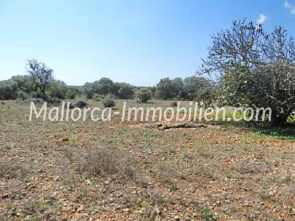GRUNDSTÜCK ZUM BAU NAHE SES SALINES