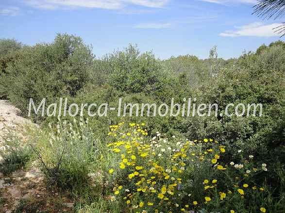 BAUGRUNDSTÜCK IN DER HAFENANLAGE VON CALA D'OR