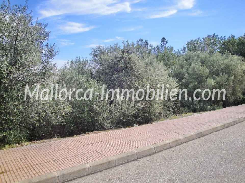 BAUGRUNDSTÜCK IN DER HAFENANLAGE VON CALA D'OR