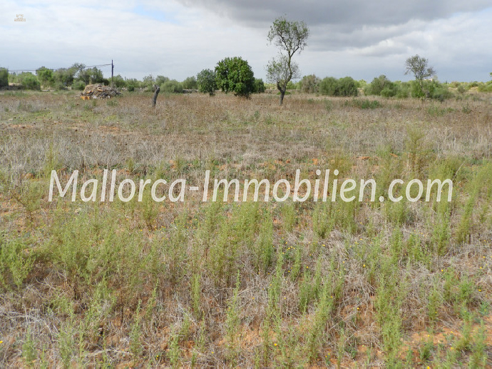 BAUGRUNDSTÜCK NAHE DEN STRÄNDEN CALA LLOMBARDS UND CALA SALMONIA