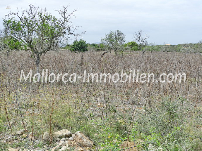 Thumbnail von BAUGRUNDSTÜCK MIT MEERWEITBLICK