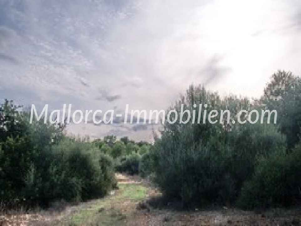 GRUNDSTÜCK FÜR 3 HÄUSER NAHE DEM STRAND