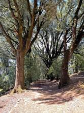 Thumbnail von herrschaftliches Anwesen mit viel Potenzial in Hügellage mit Blick auf Siena