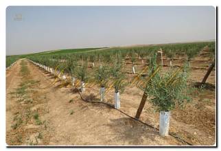 Thumbnail von Immogold Oliven Finca mit ca. 2.000.000 m² Grundstück und Pool