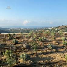 Thumbnail von Benahavís Villa ES134453