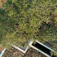 Thumbnail von Benahavís Villa ES134465