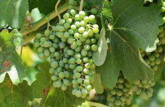 Thumbnail von Ronda Commercial Property ES132327