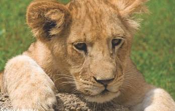 Thumbnail von Villa For Sale in Estepona, Málaga