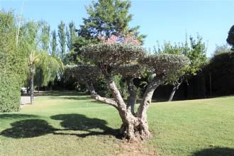 Thumbnail von Country House For Sale in Alhaurin el Grande, Málaga