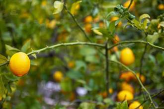 Thumbnail von Commercial Property For Sale in Guaro , Málaga