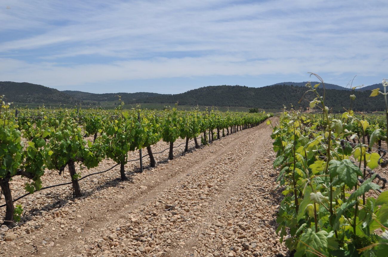 Thumbnail von Villena Villa ES127436