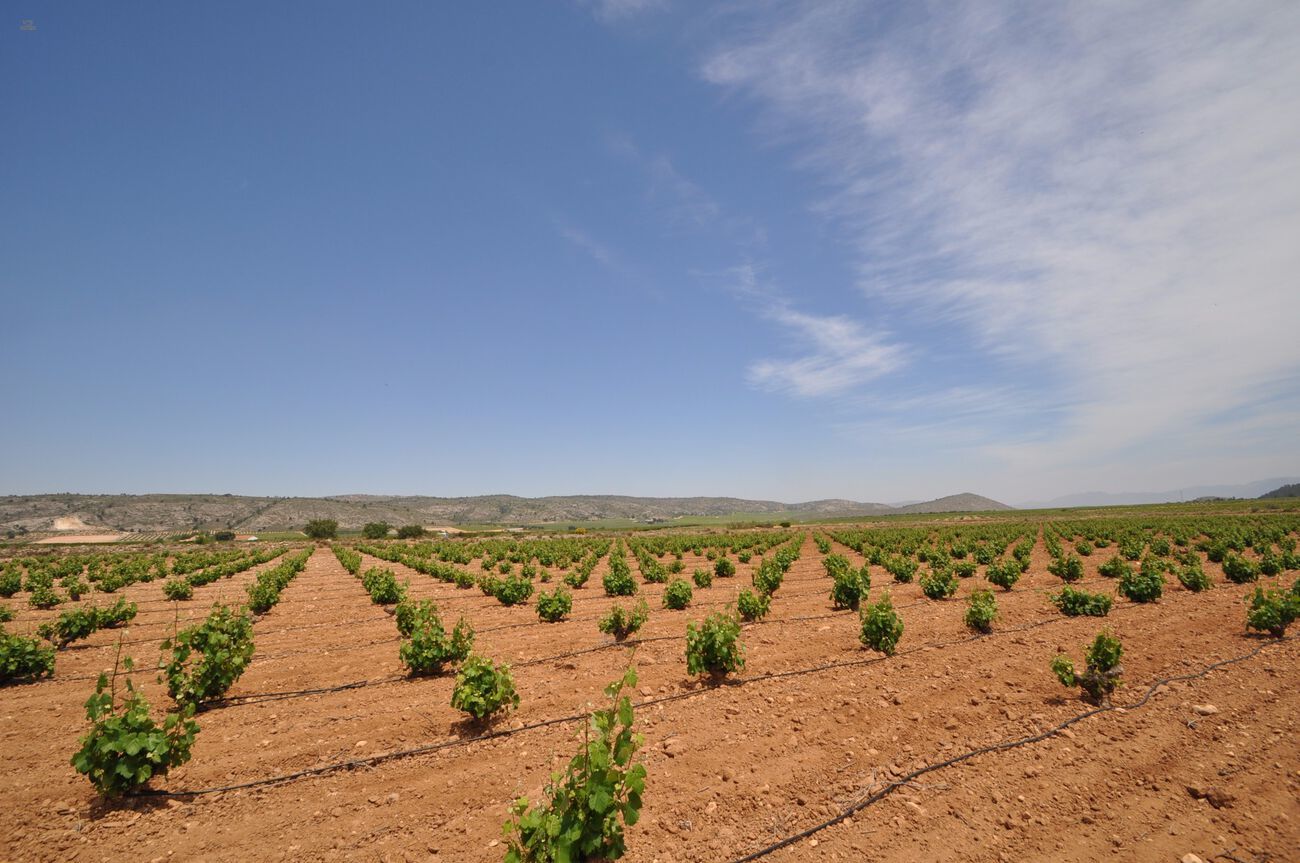 Thumbnail von Villena Villa ES127436