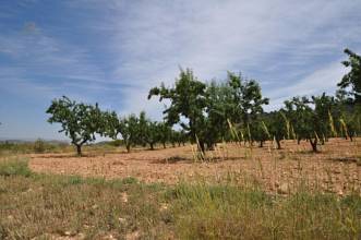 Thumbnail von Villena Villa ES127436