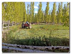 Thumbnail von Immogold Finca mit Wohnhaus, Pool und schönem Pferdestall in toller Lage