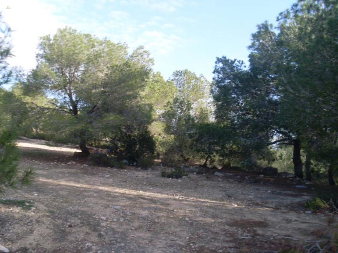 Thumbnail von San Miguel De Salinas Land ES115832