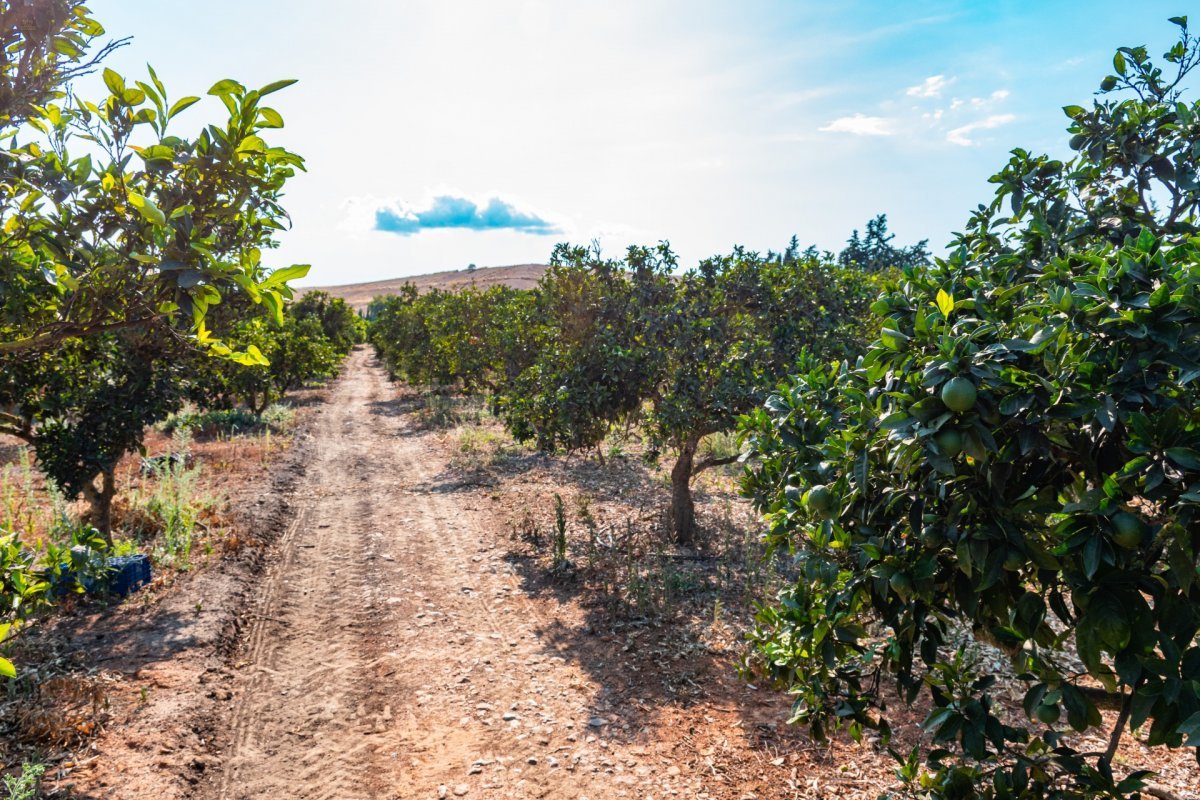 Thumbnail von Country House For Sale in Marratxi, Baleares