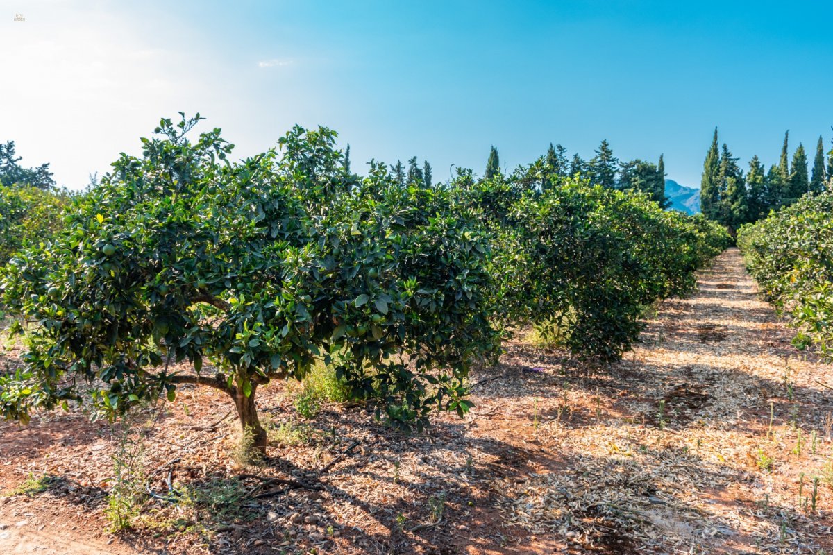 Thumbnail von Country House For Sale in Marratxi, Baleares