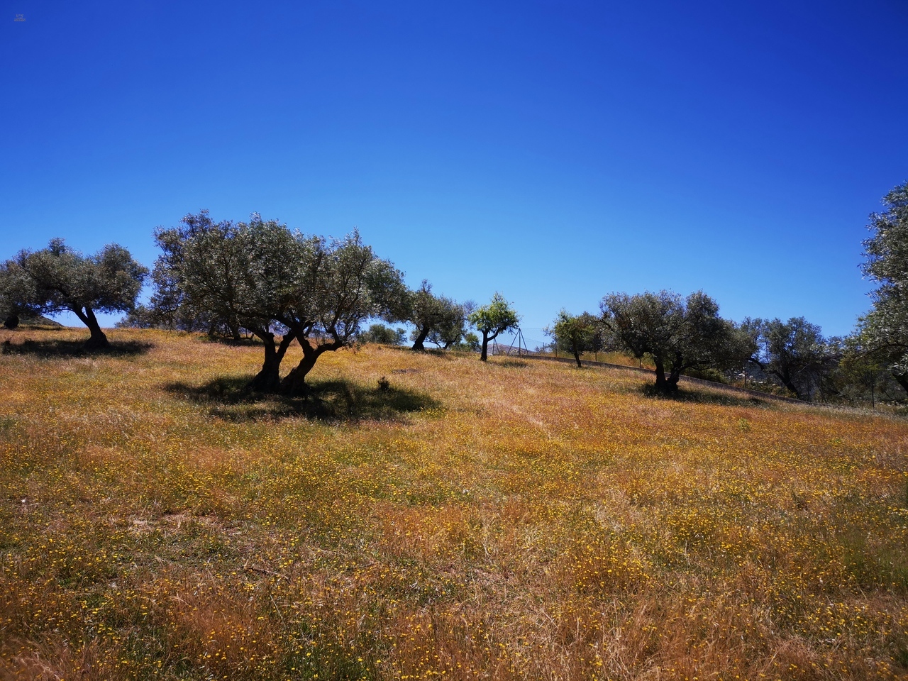 Thumbnail von Land For Sale in Periana, Málaga