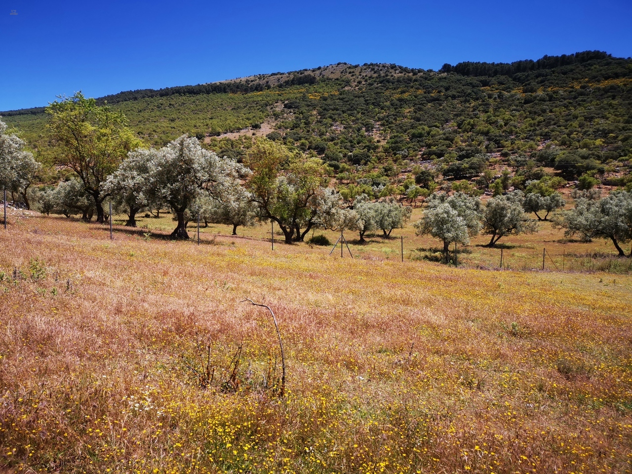 Thumbnail von Land For Sale in Periana, Málaga