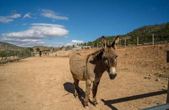 Thumbnail von Country House For Sale in Pinoso, Alicante