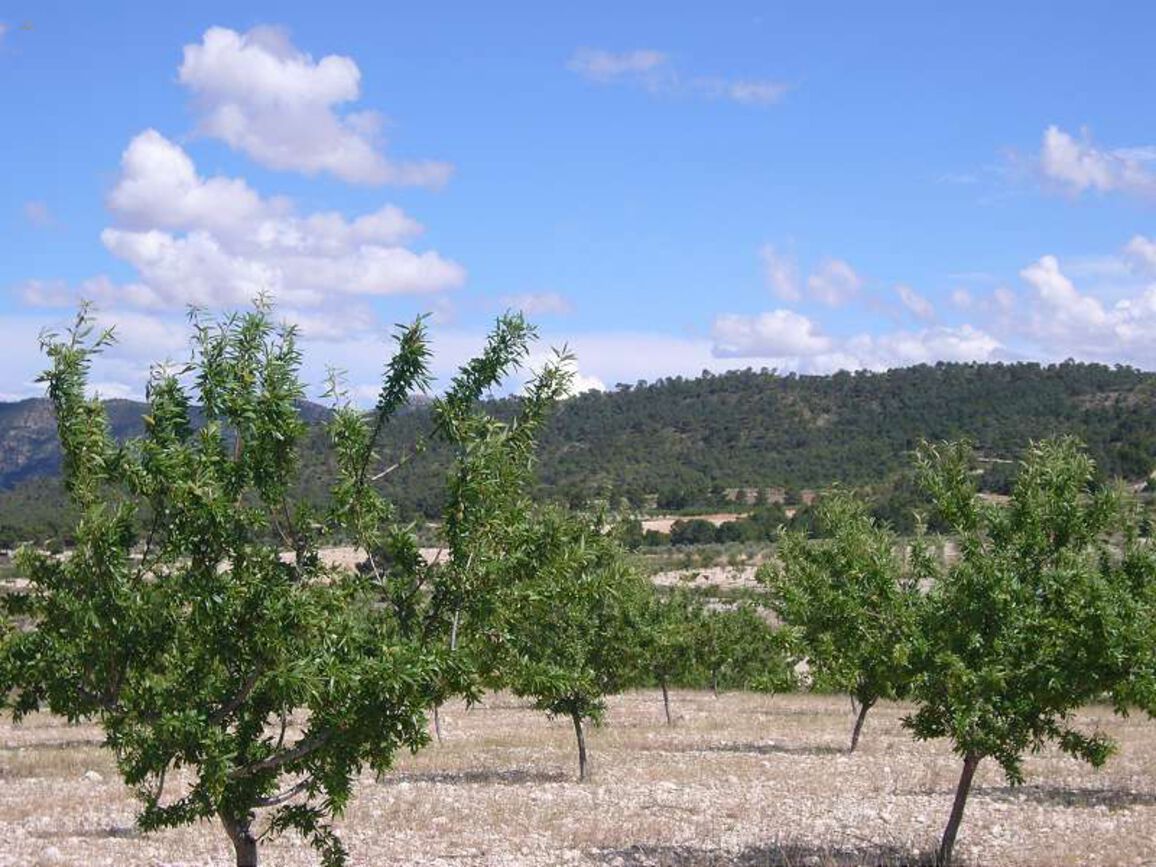 Thumbnail von Villa For Sale in Salinas, Alicante