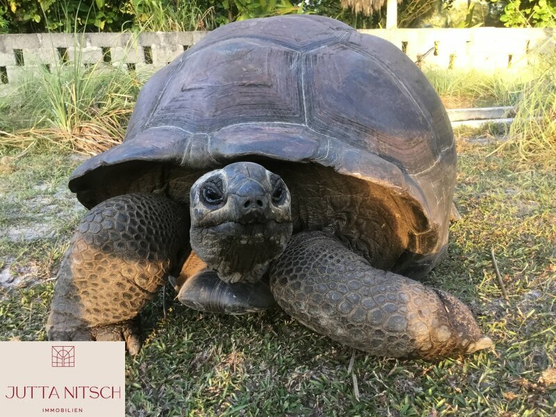Thumbnail von Luxury Beach Villa with Pool, Terrace, and Sea View - Seychelles - Hotel Access Possible