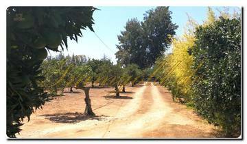 Thumbnail von Immogold Finca mit großem Grundstück, Pool und schönem Garten