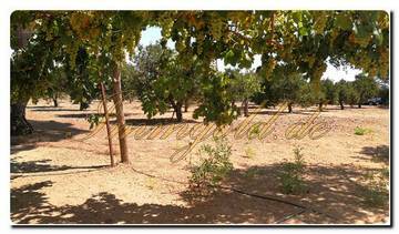 Thumbnail von Immogold Finca mit großem Grundstück, Pool und schönem Garten