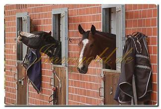 Thumbnail von Immogold, Reitanlage mit ca. 50.0000 m² Grundstück, Reithalle und Gastgewerbe