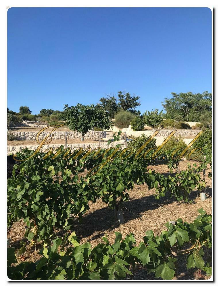 Thumbnail von Luxuriöses Baugrundstück mit Meerblick und eigenem Brunnen