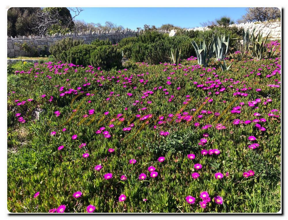 Thumbnail von Luxuriöses Baugrundstück mit Meerblick und eigenem Brunnen