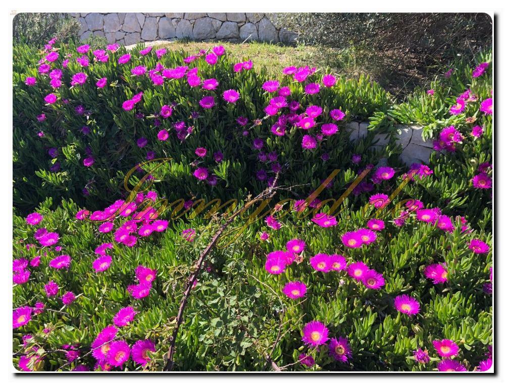 Thumbnail von Luxuriöses Baugrundstück mit Meerblick und eigenem Brunnen