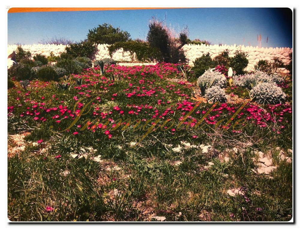 Thumbnail von Luxuriöses Baugrundstück mit Meerblick und eigenem Brunnen