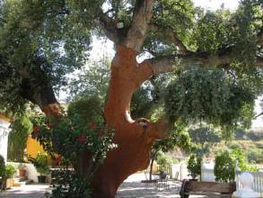 Thumbnail von villa for sale in - Mijas Costa