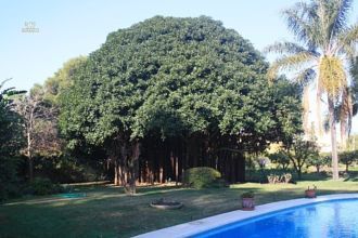 Thumbnail von Luxus-Villa in Costalita R606374