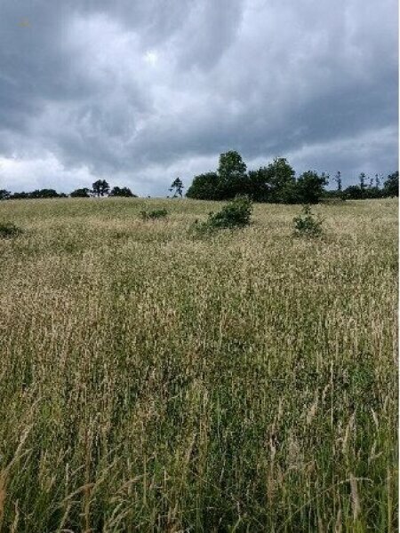 Thumbnail von Traumhaftes Grundstück nahe Neulengbach/Altlengbach