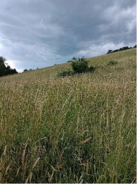 Thumbnail von Traumhaftes Grundstück nahe Neulengbach/Altlengbach