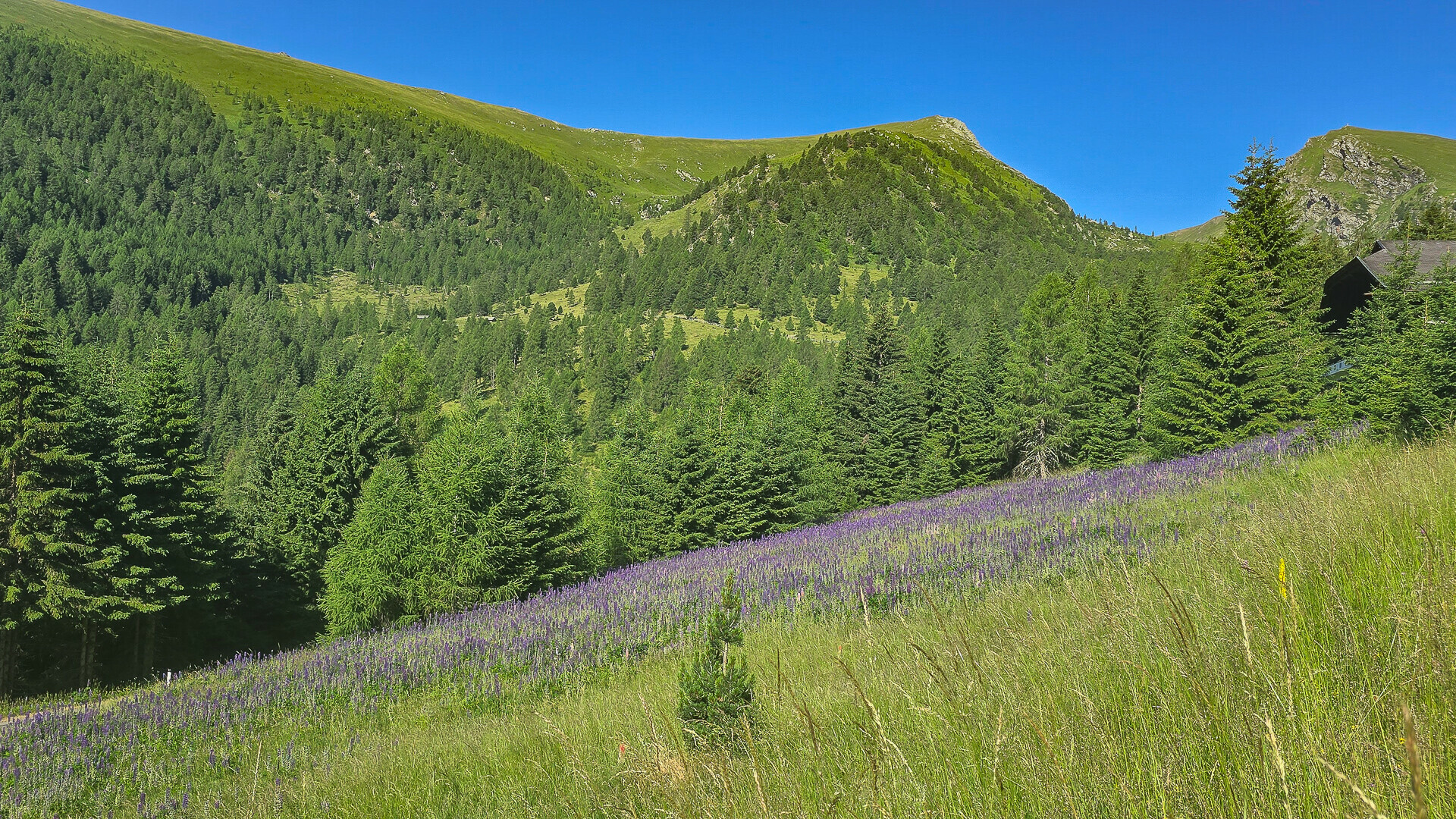 Thumbnail von ALM-CHALET 3 - Freizeitwohnsitz in Toplage