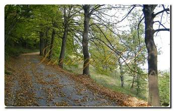 Thumbnail von Piemontesischer Bauernhof-Steinhaus mit Grundstück in toller Lage